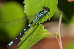 Coenagrion lunulatum