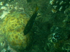 Neopomacentrus azysron