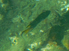 Neopomacentrus azysron