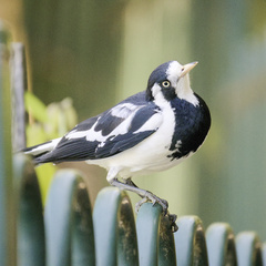 Magpie-Lark photo 3
