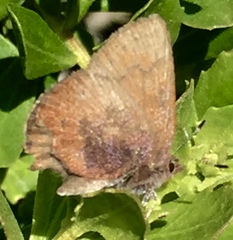 Callophrys augustinus iroides