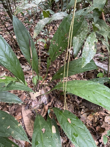 Anthurium atropurpureum, photograph 4