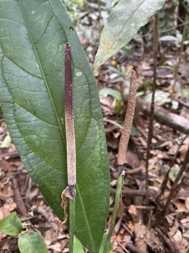 Anthurium atropurpureum, photograph 5