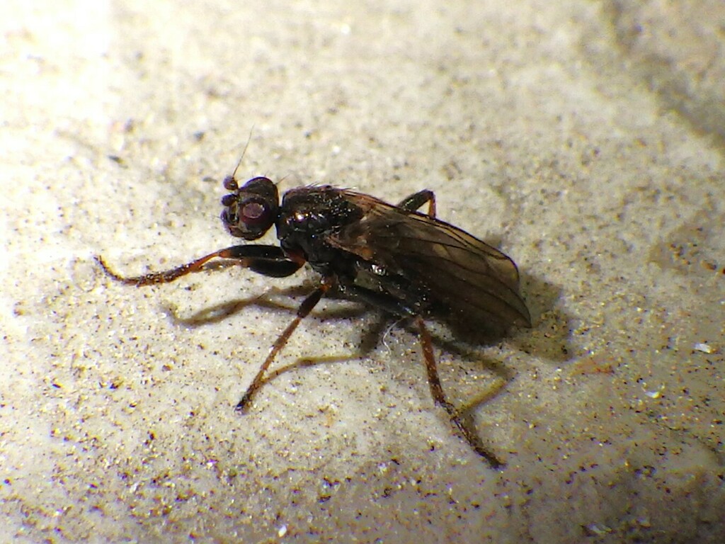 Copromyza neglecta