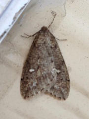 Paleacrita merriccata