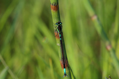 Coenagrion armatum