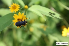 Chauliognathus distinguendus