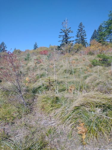 Noble fir (Abies procera)