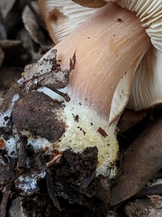 Rhodocollybia badiialba