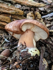 Rhodocollybia badiialba