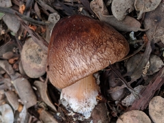 Rhodocollybia badiialba