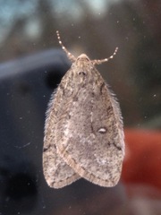 Paleacrita merriccata