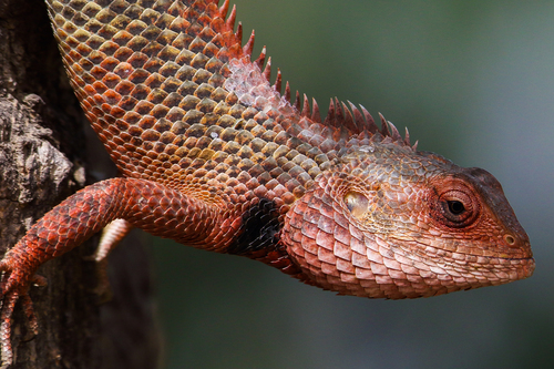 Indian Garden Lizard, photo 3 of 10