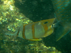 Chelmon rostratus