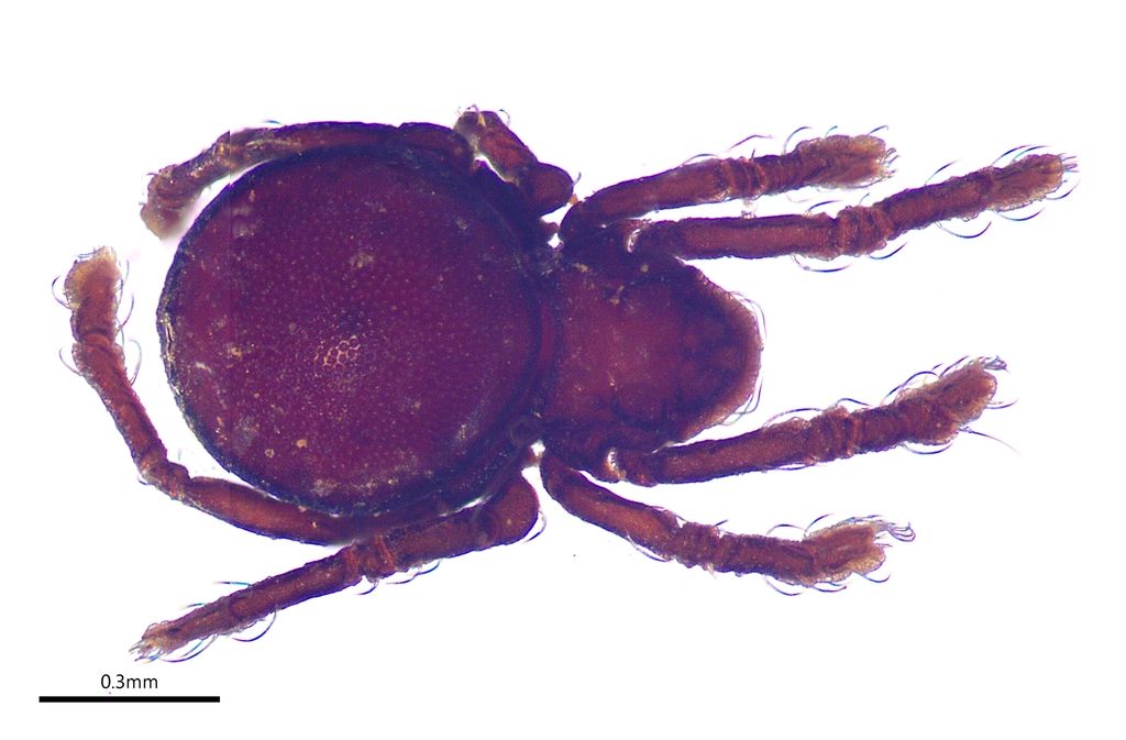 Pheroliodidae