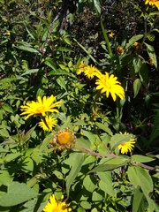 Tithonia longiradiata