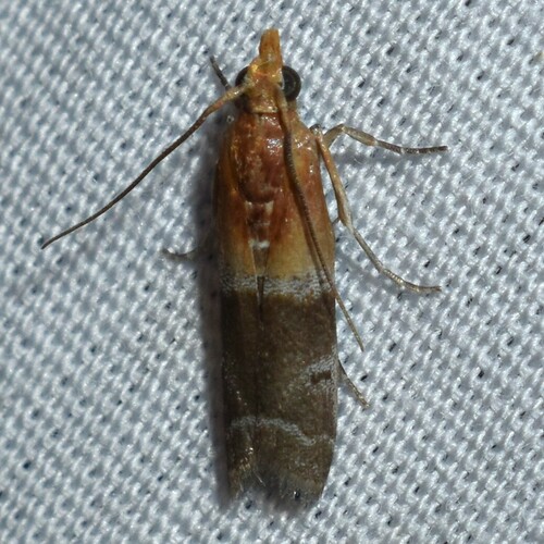 Paler Moodna Moth photo 3