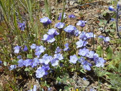 Phacelia divaricata