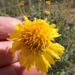 Encelia virginensis