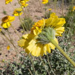 Encelia virginensis