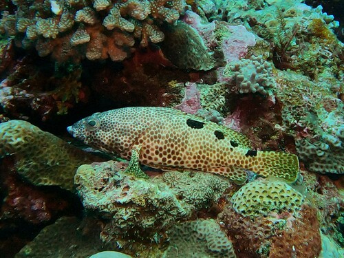Foursaddle grouper (Epinephelus spilotoceps) — Serranidae — 4