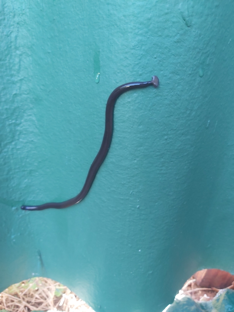 broadhead-planarians-from-ocean-view-bluff-4052-south-africa-on