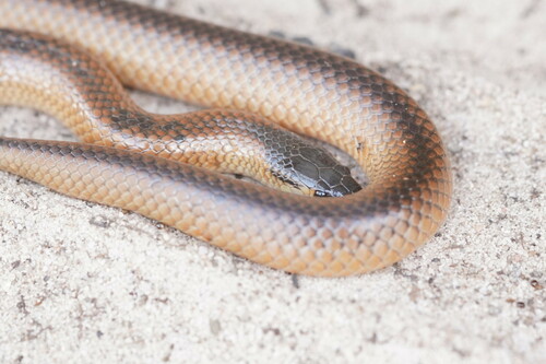 Black-naped Hooded Snake sighting