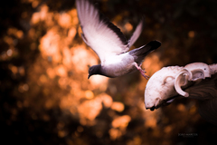 Columba livia domestica