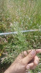 Symphyotrichum subulatum