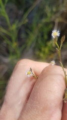Symphyotrichum subulatum