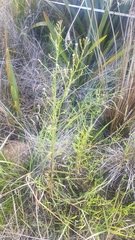 Symphyotrichum subulatum