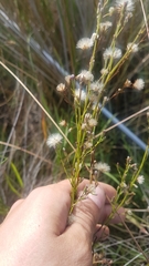 Symphyotrichum subulatum