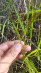 Symphyotrichum subulatum