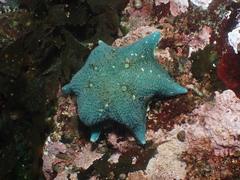 Bat Star