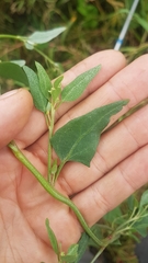 Atriplex prostrata