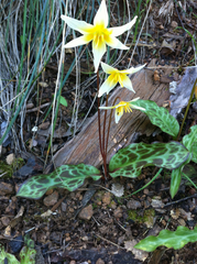 Erythronium helenae