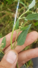 Atriplex prostrata