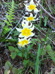 Erythronium helenae