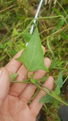 Atriplex prostrata