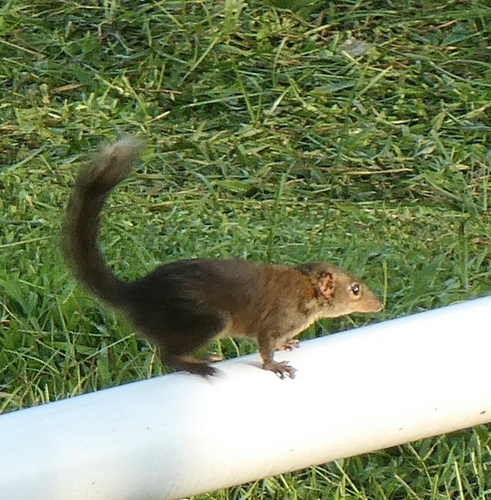 Sumatran Treeshrew (Tupaia ferruginea) — Data Deficient Mammalia