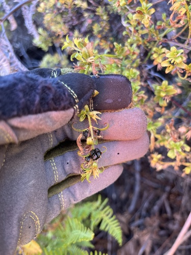 Stenogyne microphylla observed 2023-10-12