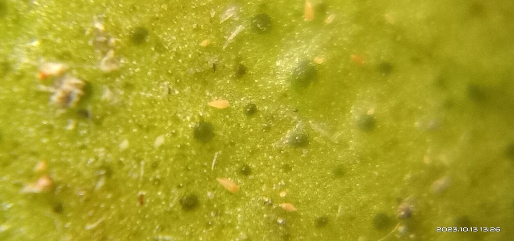 Citrus Rust Mite from 830台灣高雄市鳳山區 on October 13, 2023 at 01:26 PM by ...