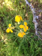 Erysimum capitatum capitatum