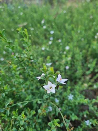 Image of Philotheca verrucosa by (c) Jane Canaway, some rights reserved (CC BY)