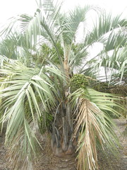 Butia odorata