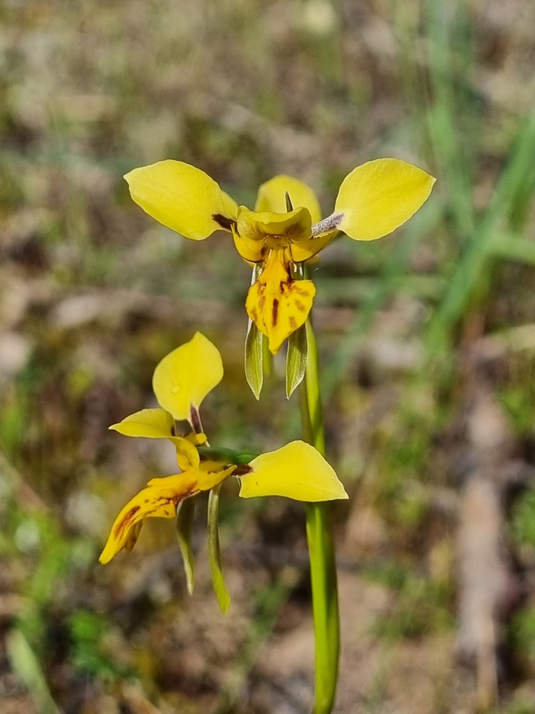Diuris × palachila