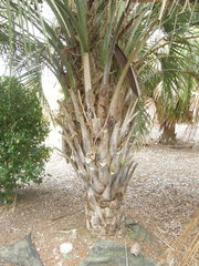 Butia odorata