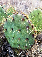 Opuntia pyrocarpa