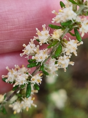 rayless daisy-bush (Olearia tubuliflora)