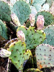 Opuntia pyrocarpa